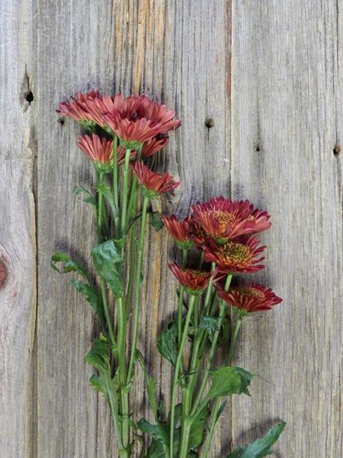 BRADFORD NOVELTY  RED POMPONS